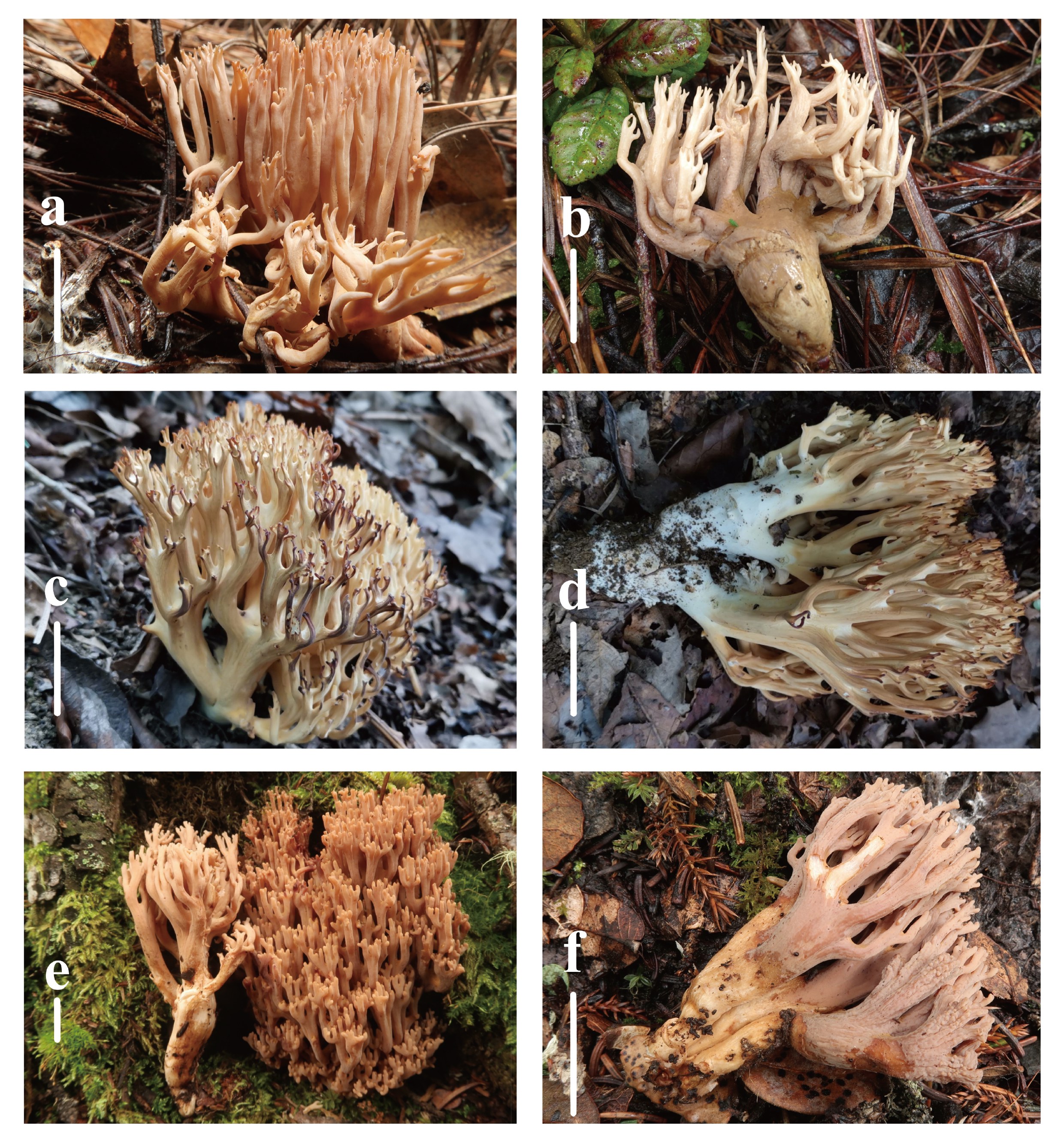 Figure 38